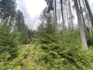 Prodej lesa, Pavlov, 1135 m2