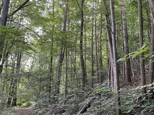 Prodej pozemku, Útěchov, 50152 m2