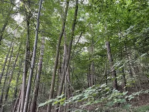 Prodej pozemku, Útěchov, 50152 m2