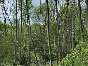 Prodej podílu pozemku, Suchdol, 9027 m2