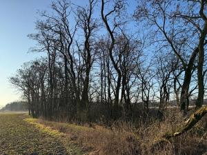 Prodej lesa, Mělnické Vtelno, 4269 m2