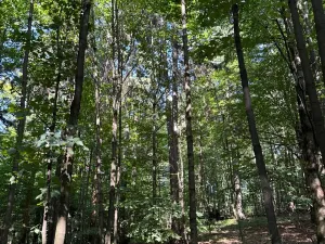 Prodej podílu lesa, Liberk, 5585 m2