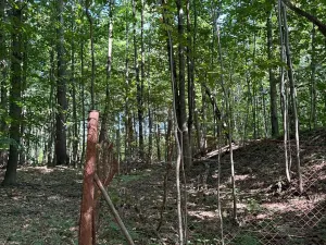 Prodej podílu lesa, Liberk, 5585 m2