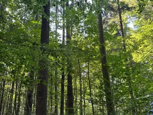 Prodej podílu lesa, Liberk, 5585 m2