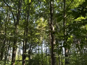 Prodej podílu lesa, Liberk, 5585 m2