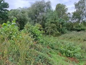 Prodej zahrady, Borek, 3737 m2