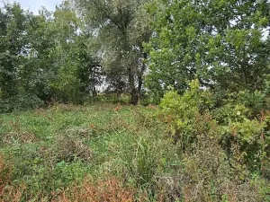 Prodej zahrady, Borek, 3737 m2