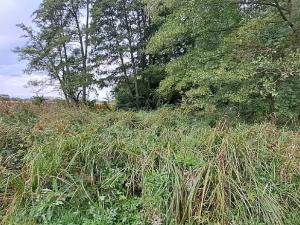 Prodej zahrady, Borek, 3737 m2