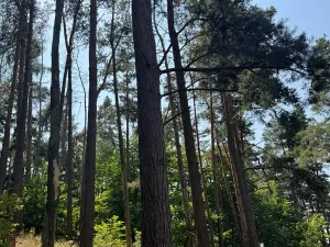 Prodej podílu lesa, Volenice, 3827 m2