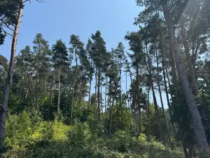 Prodej podílu lesa, Volenice, 3827 m2