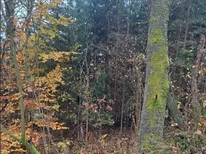 Prodej podílu lesa, Stará Paka, 2755 m2