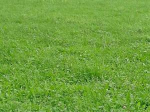 Prodej pozemku, Králova Lhota, 2640 m2