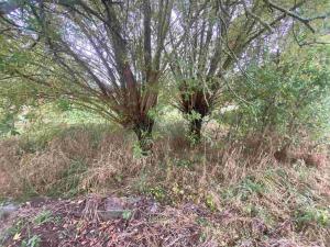 Prodej pozemku, Dolní Bukovsko - Bzí, 588 m2