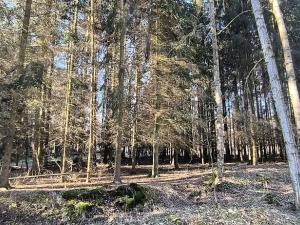 Prodej lesa, Františkovy Lázně, Jezerní, 2956 m2