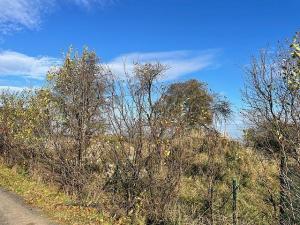 Prodej zahrady, Hrádek nad Nisou - Dolní Sedlo, Horská, 955 m2