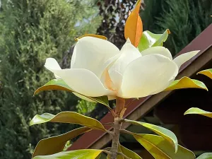 Prodej rodinného domu, Dobřejovice, Nad Mlýnským Rybníkem, 180 m2