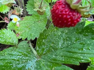 Prodej rodinného domu, Dobřejovice, Nad Mlýnským Rybníkem, 180 m2