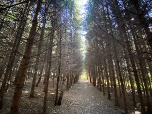 Prodej lesa, Lánov - Horní Lánov, 15996 m2