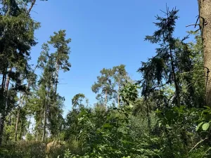 Prodej lesa, Bolehošť, 3558 m2