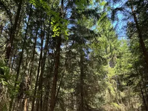 Prodej lesa, Ločenice, 16414 m2