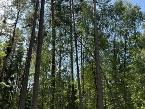 Prodej lesa, Ločenice, 16414 m2