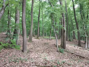 Prodej lesa, Nivnice, 34650 m2
