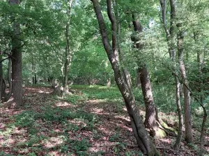 Prodej lesa, Nivnice, 34650 m2