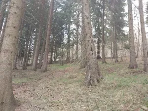 Prodej lesa, Francova Lhota, 5161 m2