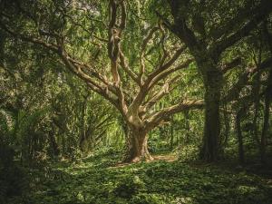 Prodej lesa, Nučice, 10985 m2