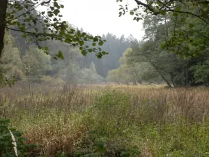 Dražba louky, Kladruby, 42411 m2