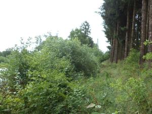 Dražba pozemku, Třebařov, 4992 m2