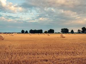 Prodej podílu pole, Střezimíř, 15264 m2