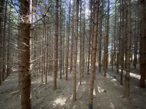 Prodej lesa, Lánov - Horní Lánov, 12297 m2