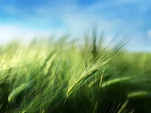 Prodej louky, Meziměstí, 23327 m2