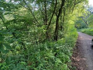 Dražba pozemku, Dubá, 15626 m2