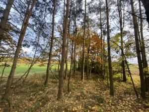 Prodej lesa, Srbice - Těšovice, 1109 m2