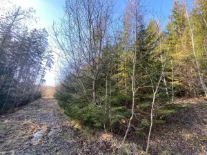 Dražba lesa, Ústí nad Labem, 11769 m2