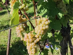 Prodej sadu/vinice, Blučina, 2677 m2