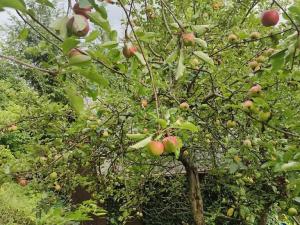 Prodej pozemku pro bydlení, Vysoké Mýto, Vinice, 1447 m2