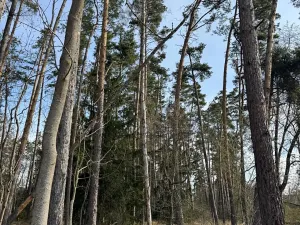 Prodej lesa, Louňovice pod Blaníkem, 4560 m2