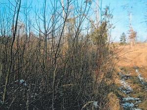 Prodej lesa, Tis, 974 m2