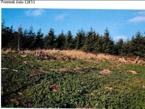 Prodej lesa, Vladislav, 11904 m2