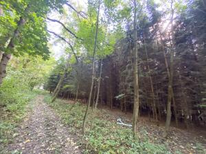 Prodej lesa, Lánov - Horní Lánov, 15996 m2