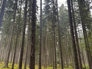 Prodej podílu pole, Nicov, 2230 m2