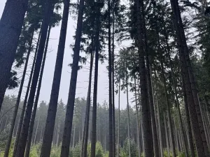 Prodej podílu pole, Nicov, 2230 m2