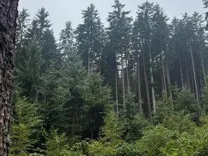 Prodej podílu pole, Nicov, 2230 m2