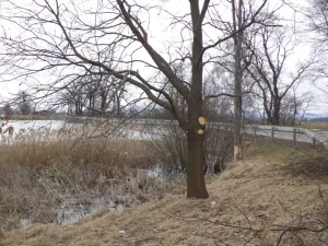 Dražba louky, Dříteň, 1815 m2