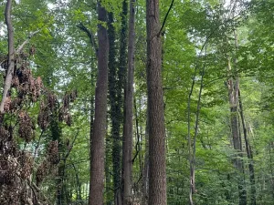 Prodej podílu lesa, Staříč, 16254 m2