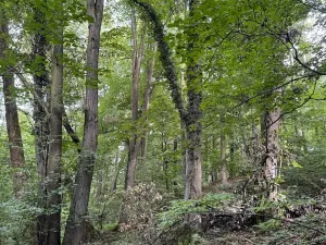 Prodej podílu lesa, Staříč, 16254 m2