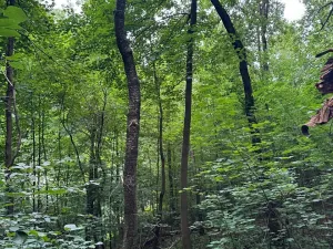 Prodej lesa, Radimovice, 7734 m2